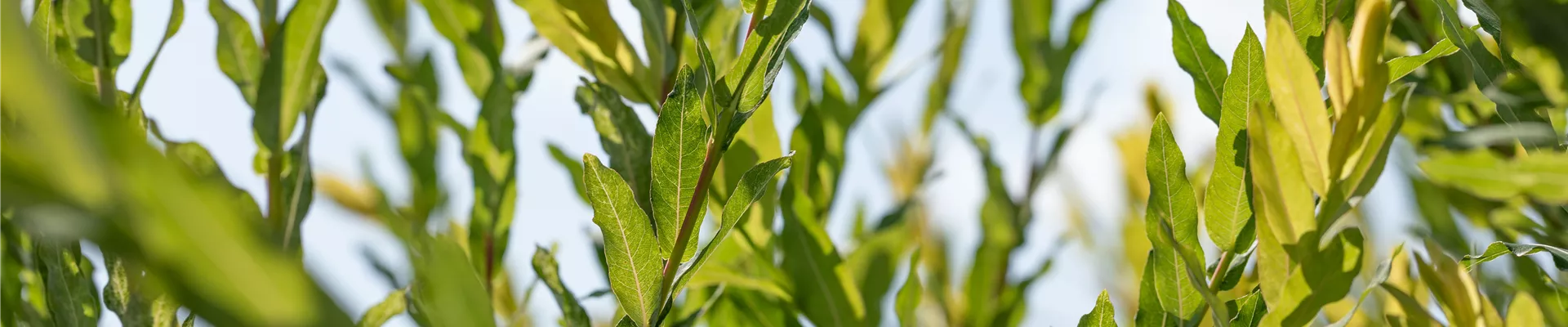 Salix purpurea