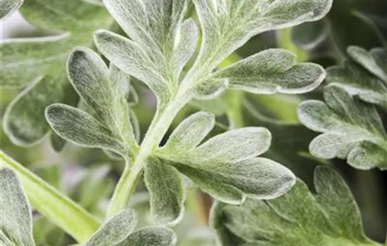 Artemisia absinthium