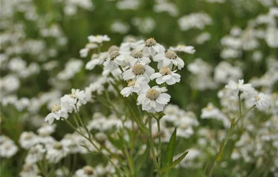 Achillea ptarmica
