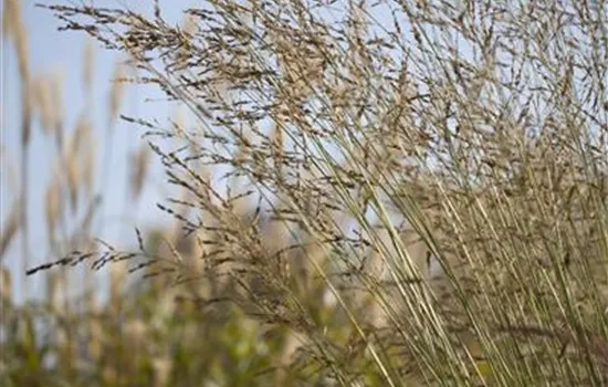 Molinia arundinacea Windspiel