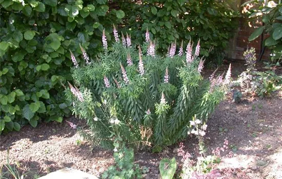 Linaria purpurea