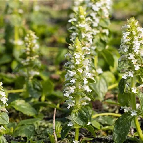 Ajuga reptans Alba