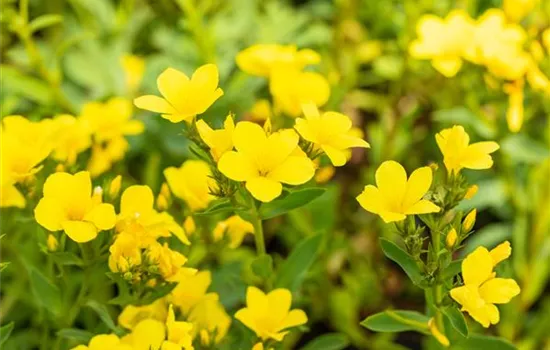 Linum flavum Compactum