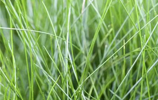 Eleocharis acicularis