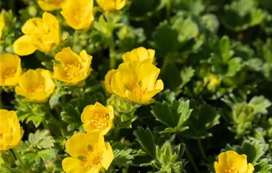 Potentilla argentea