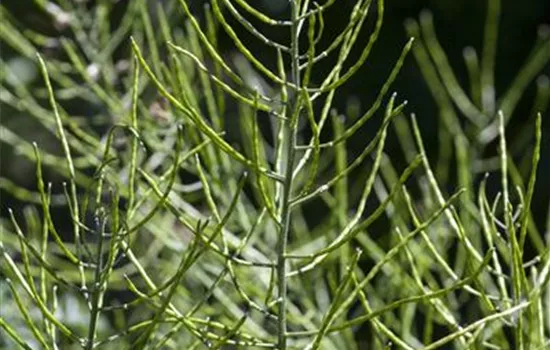 Equisetum palustre