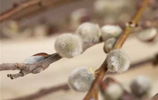 Salix caprea mas