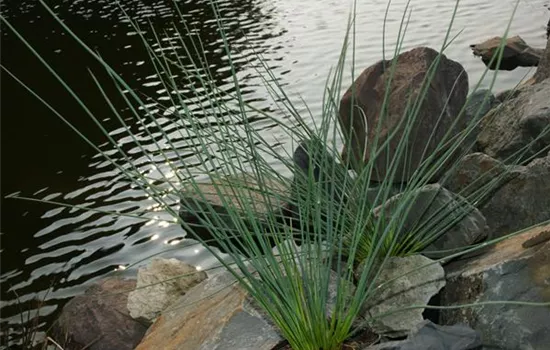 Juncus inflexus