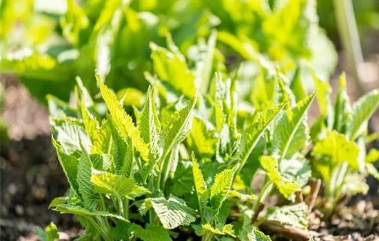 Salvia glutinosa
