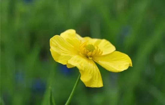 Ranunculus lingua