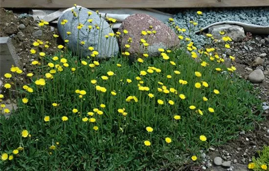 Hieracium pilosella