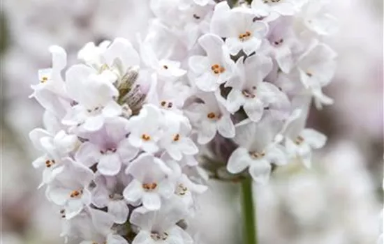 Lavandula angustifolia Alba