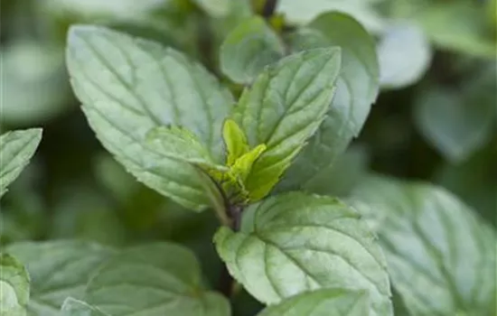 Mentha x piperita Chocolate