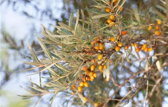 Hippophae rhamnoides Friesdorfer Orange