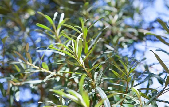 Hippophae rhamnoides Pollmix