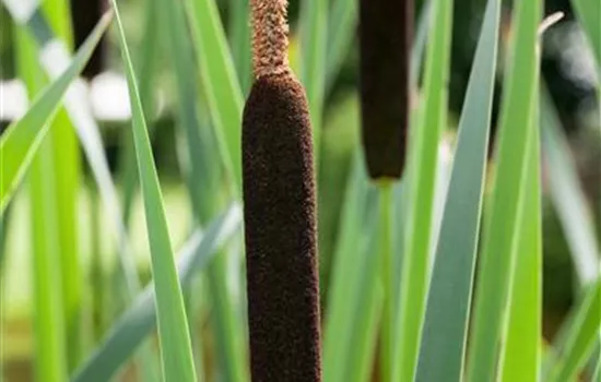 Typha angustifolia