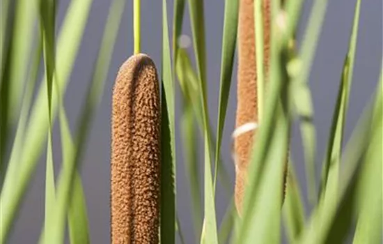 Typha latifolia