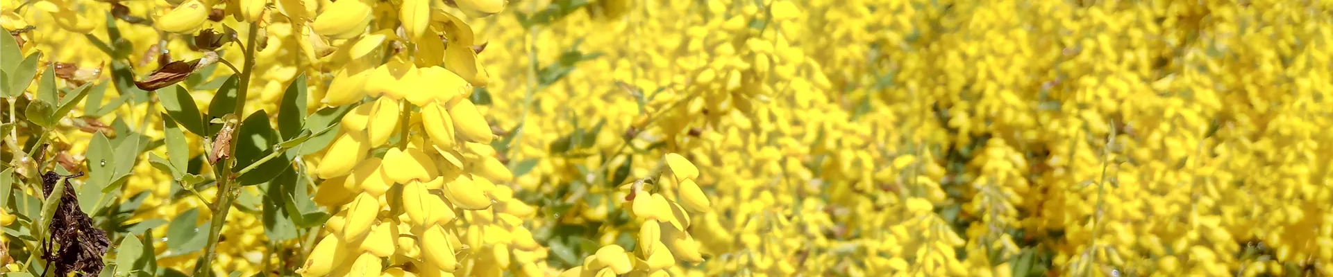 Cytisus nigr. Zwerge