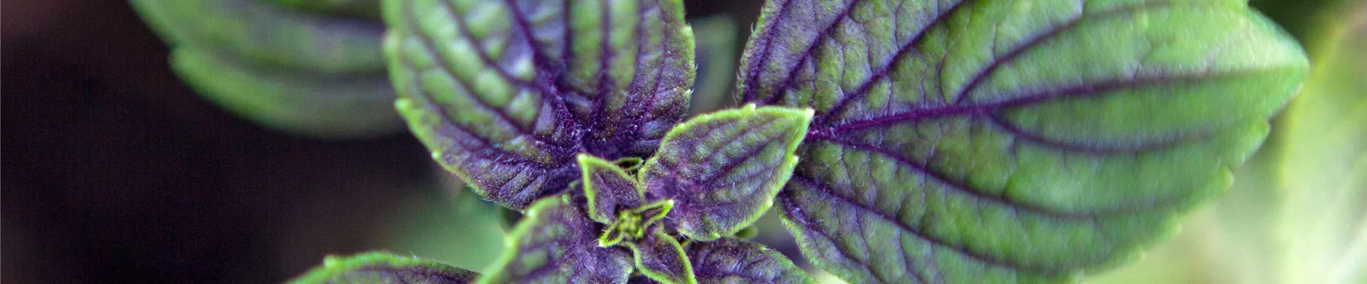 Mentha x piperita 'Chocolate'