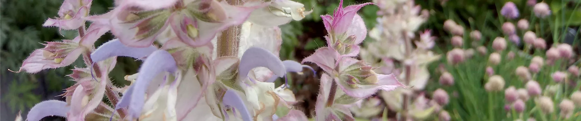 Salvia sclarea (2)-0-2218-4208-901