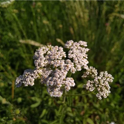 Achillea millefolium