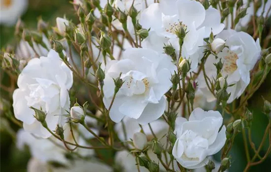 Rosa Bobby James