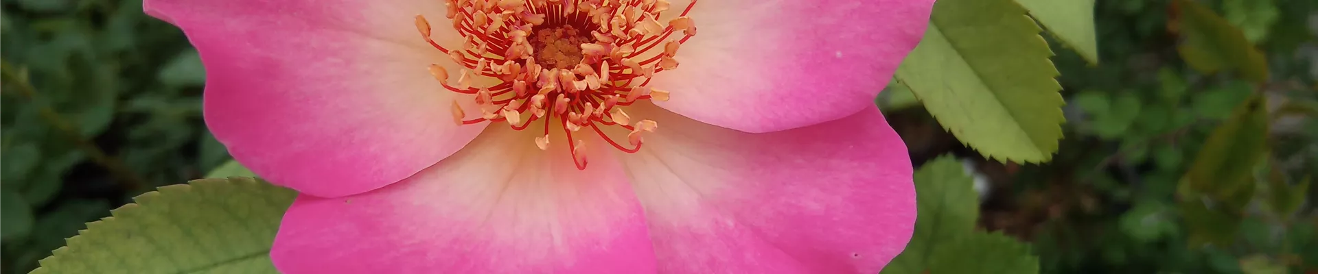 Kletter Rose