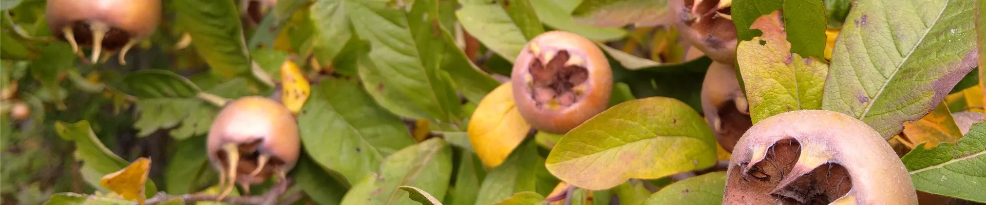 WildObst Mespilus germanica-0-756-4032-2268