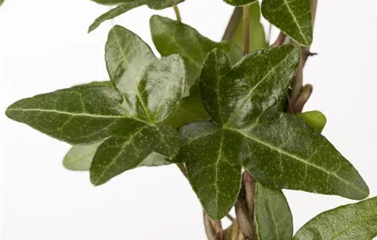 Hedera helix