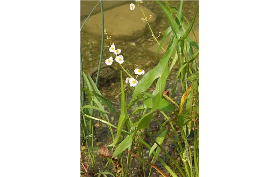 Alisma lanceolatum