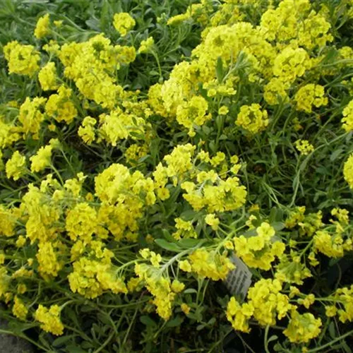Alyssum repens