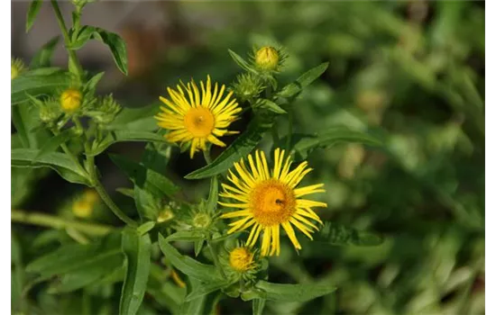 Inula britannica