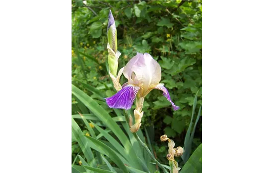 Iris x sambucina