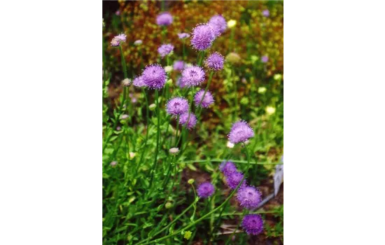 Jasione laevis