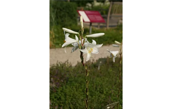 Lilium candidum
