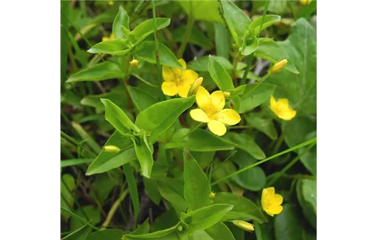 Lysimachia nemorum