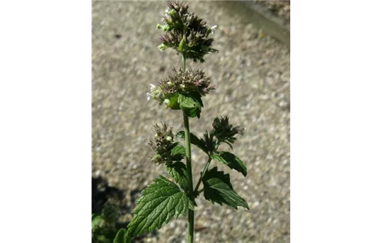 Nepeta cataria
