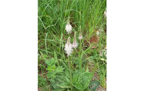 Plantago media