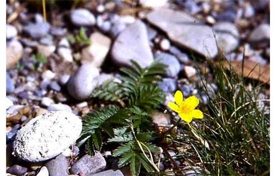 Potentilla anserina