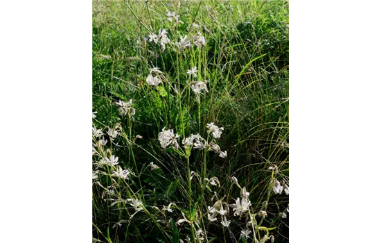Silene nutans