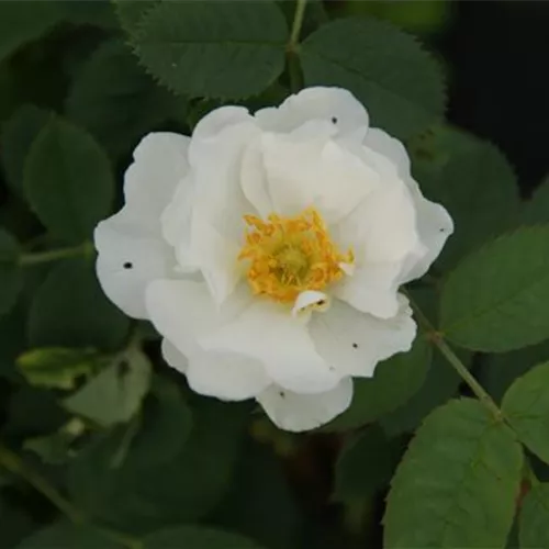 Rosa alba Sappho (sappho alba)