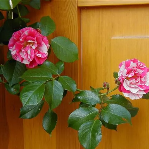 Rosa Alexandre Girault, nachblühend