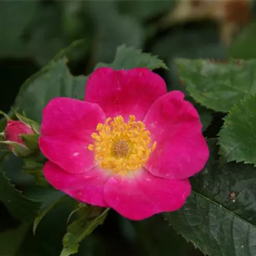Rosa canina von Kiese