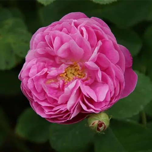 Rosa centifolia Gerda Nissen