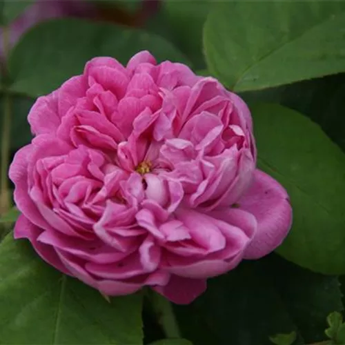 Rosa damascena Trigintipetala