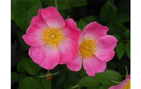 Rosa gallica Complicata