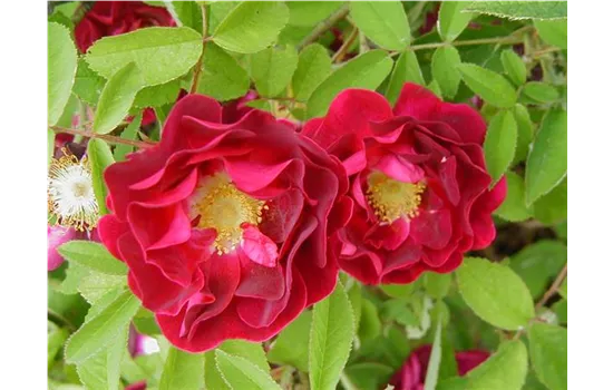 Rosa gallica Tuscany