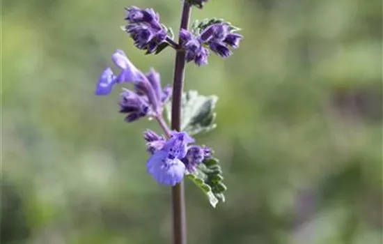 Nepeta x faassenii Walkers Low