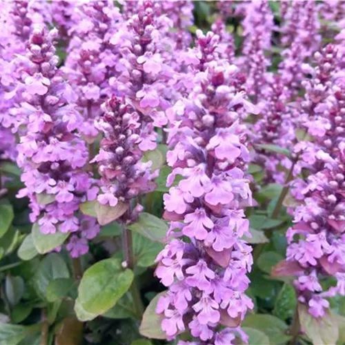 Ajuga reptans Rosea