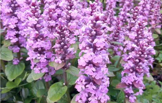 Ajuga reptans Rosea